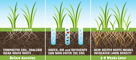 The Comprehensive Benefits of Core Aeration and Overseeding for a Healthier Lawn